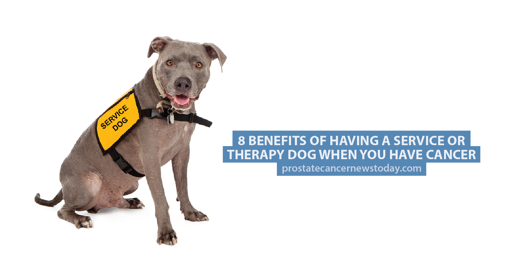 8 Benefits of Having a Service or Therapy Dog When You ...