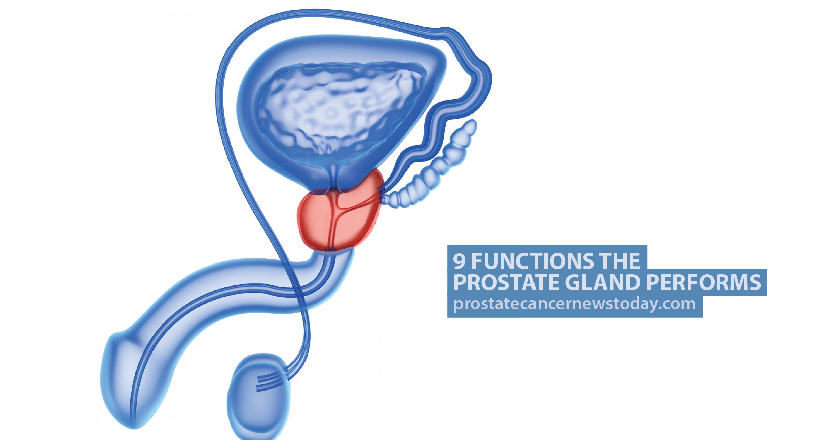 9 Functions the Prostate Gland Performs