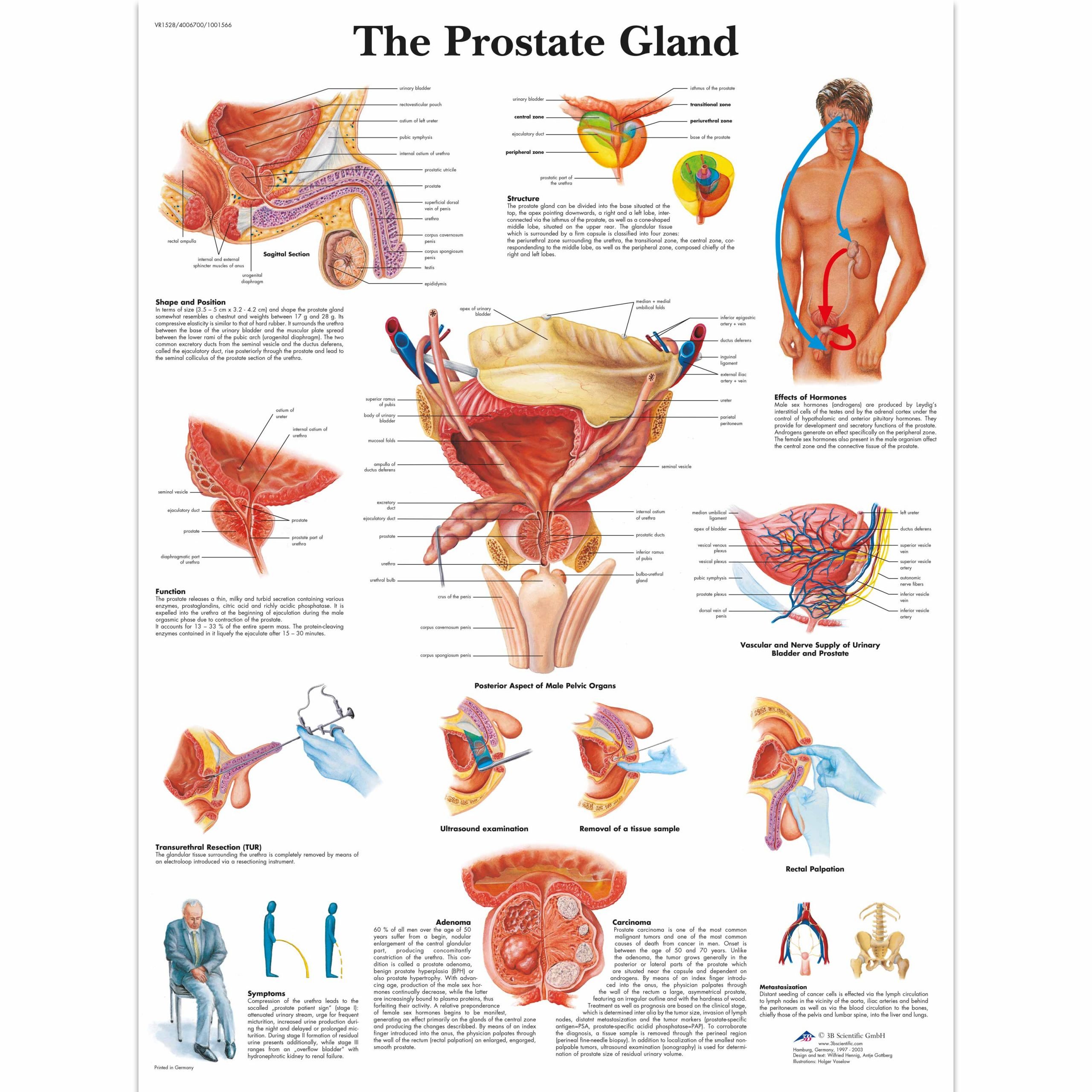 Anatomical Charts and Posters
