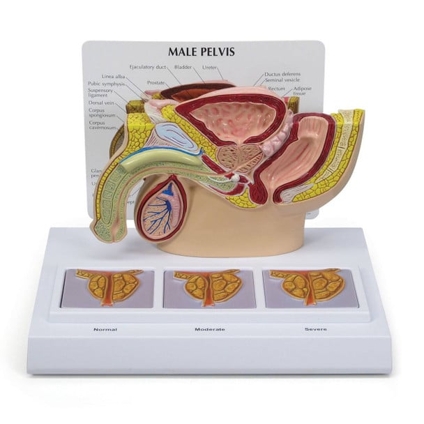 Anatomy Model Pelvis Male with Prostate Frame