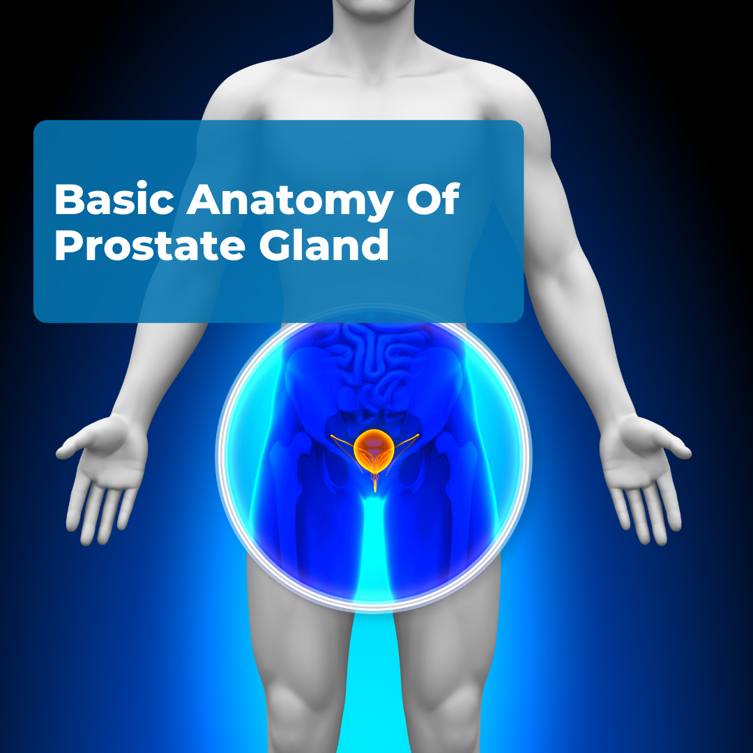 Basic Anatomy Of Prostate Gland