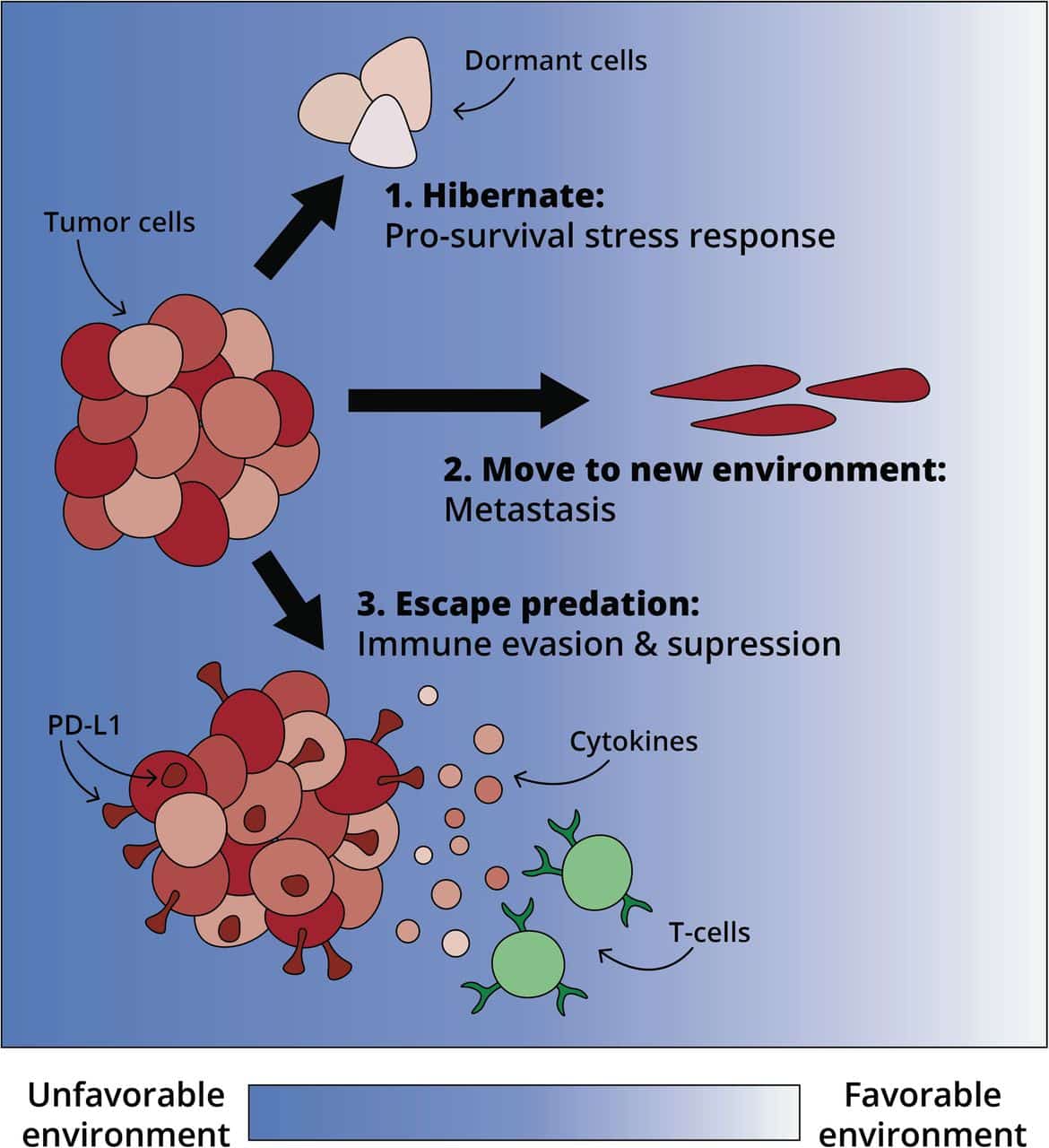 Convergent evolution of p38/MAPK activation in hormone resistant ...