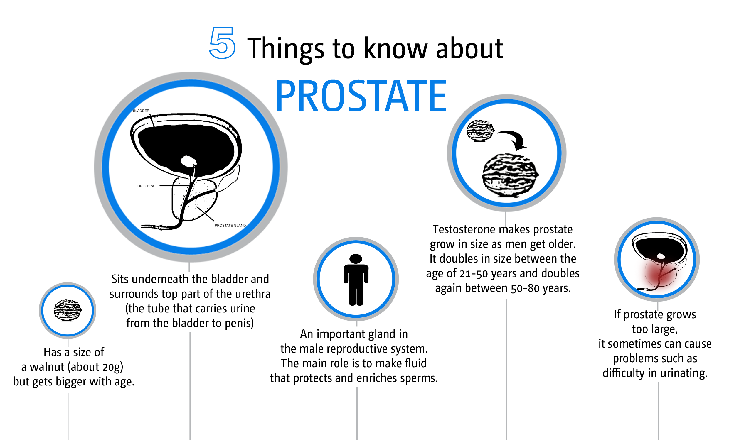 [DIAGRAM] Diagram Of Prostate Glands FULL Version HD Quality Prostate ...