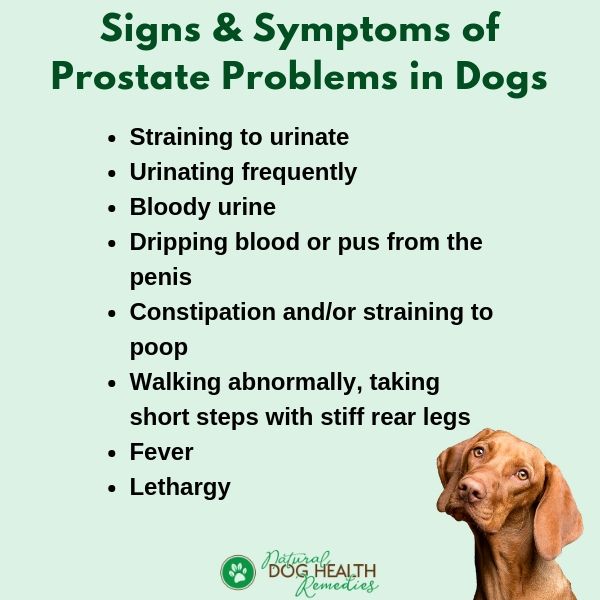 Dog Prostate Problems