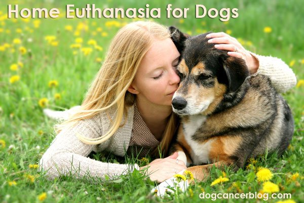 Home Euthanasia Dogs