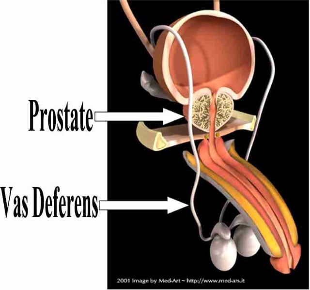 Location of Prostate Gland in Men