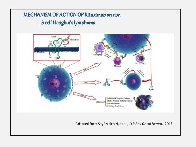 Monoclonal antibody in cancer therapy