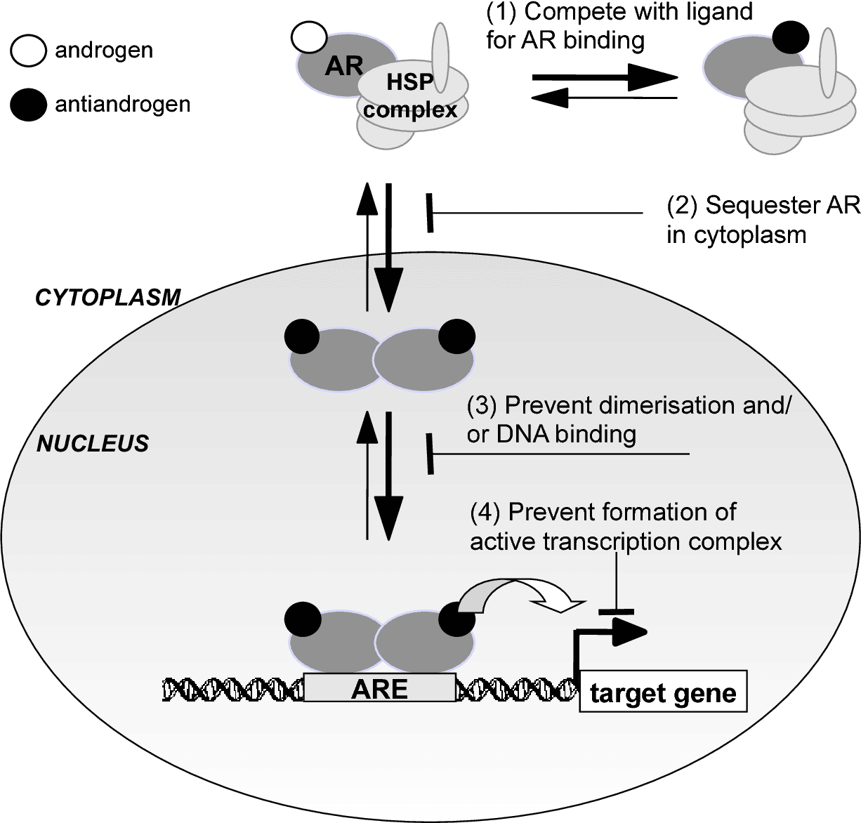 [PDF] Mechanisms of androgen receptor repression in prostate cancer ...