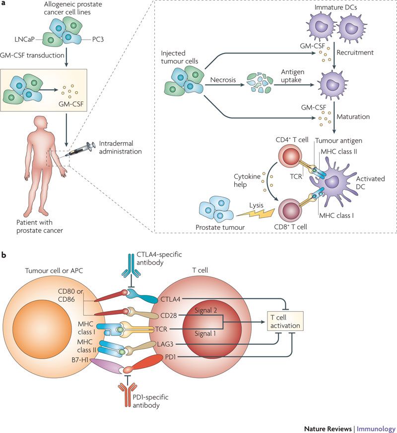 Pin on cancer immunology