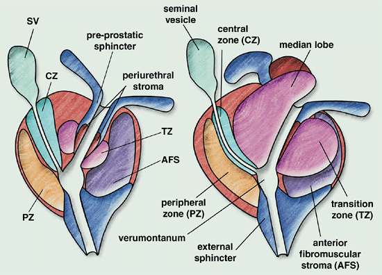 Prostate Anatomy Zones