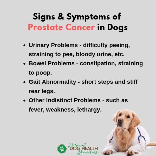 Prostate Cancer in Dogs