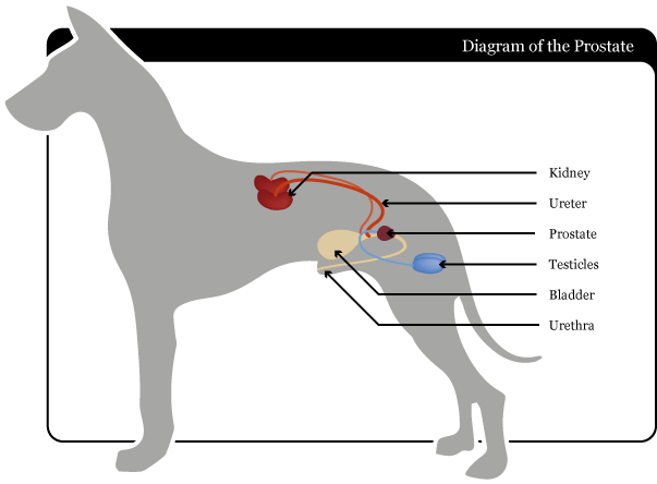 Prostate Disease in Dogs