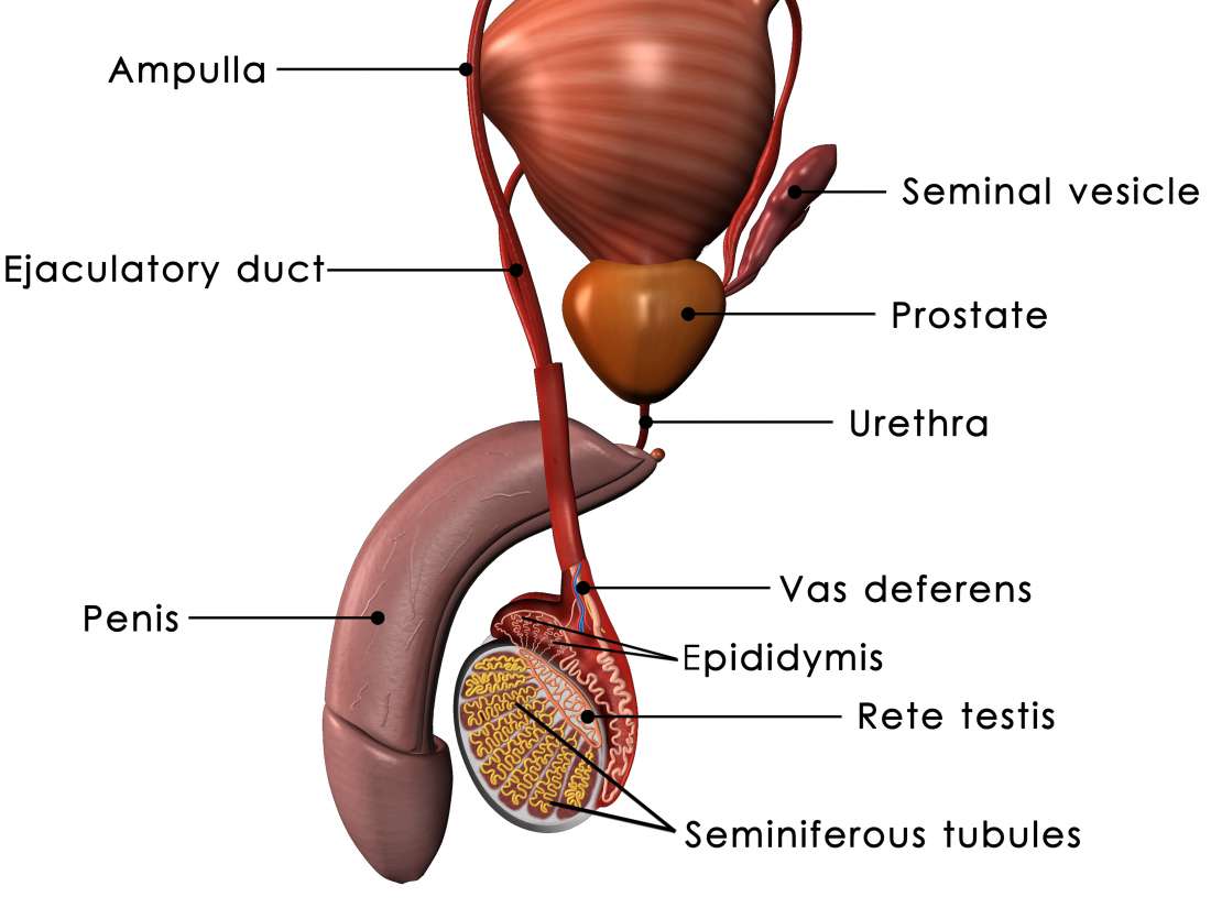 Prostate: Functions, diseases, and tests