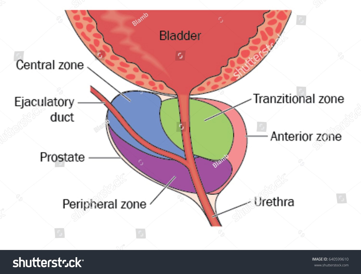 Prostate Gland Showing Position Relative Bladder Stock ...