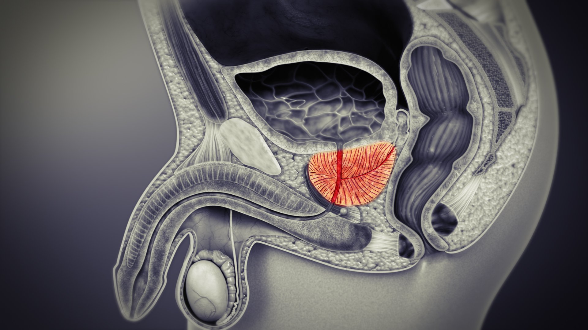 Prostate Glands: Function, Conditions, and Treatments