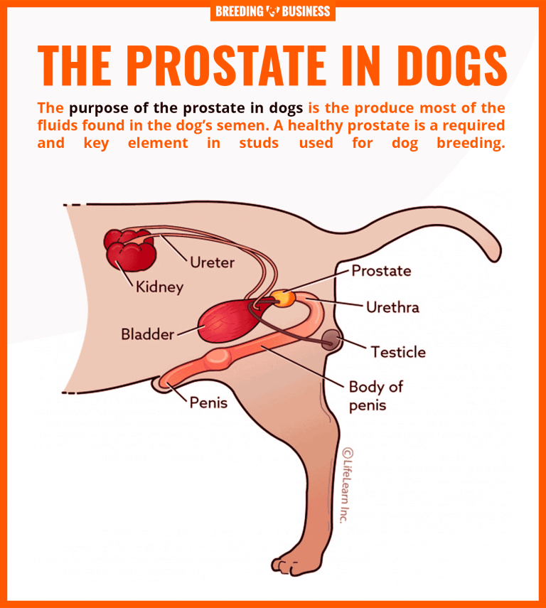 Prostate Problems in Dogs  Hypertrophy, Prostatitis, Cancer &  Cysts