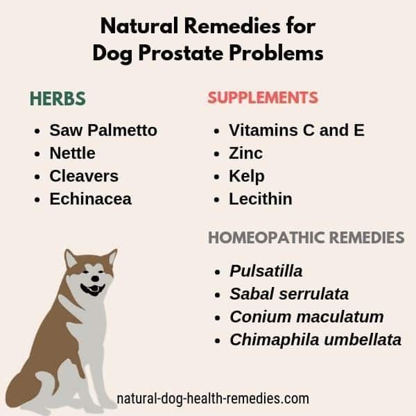Use these natural remedies to help male dogs with prostate problems ...