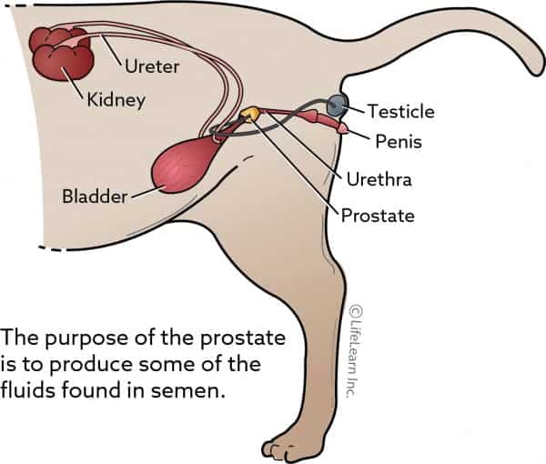 What Are The Signs Of Prostate Cancer In A Dog : Symptoms Of Prostate ...