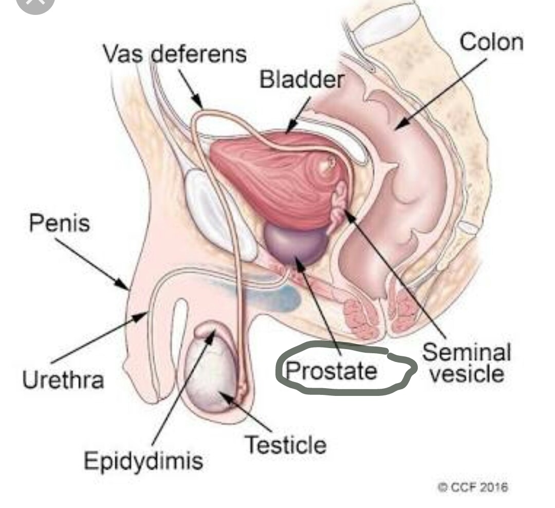 What to know about male prostate to keep the man healthy ...